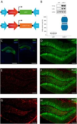 Cofilin overactivation improves hippocampus-dependent short-term memory